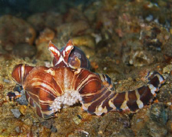 Self-less mommic! The tips of the legs are already eaten ... by Larry Medenilla 